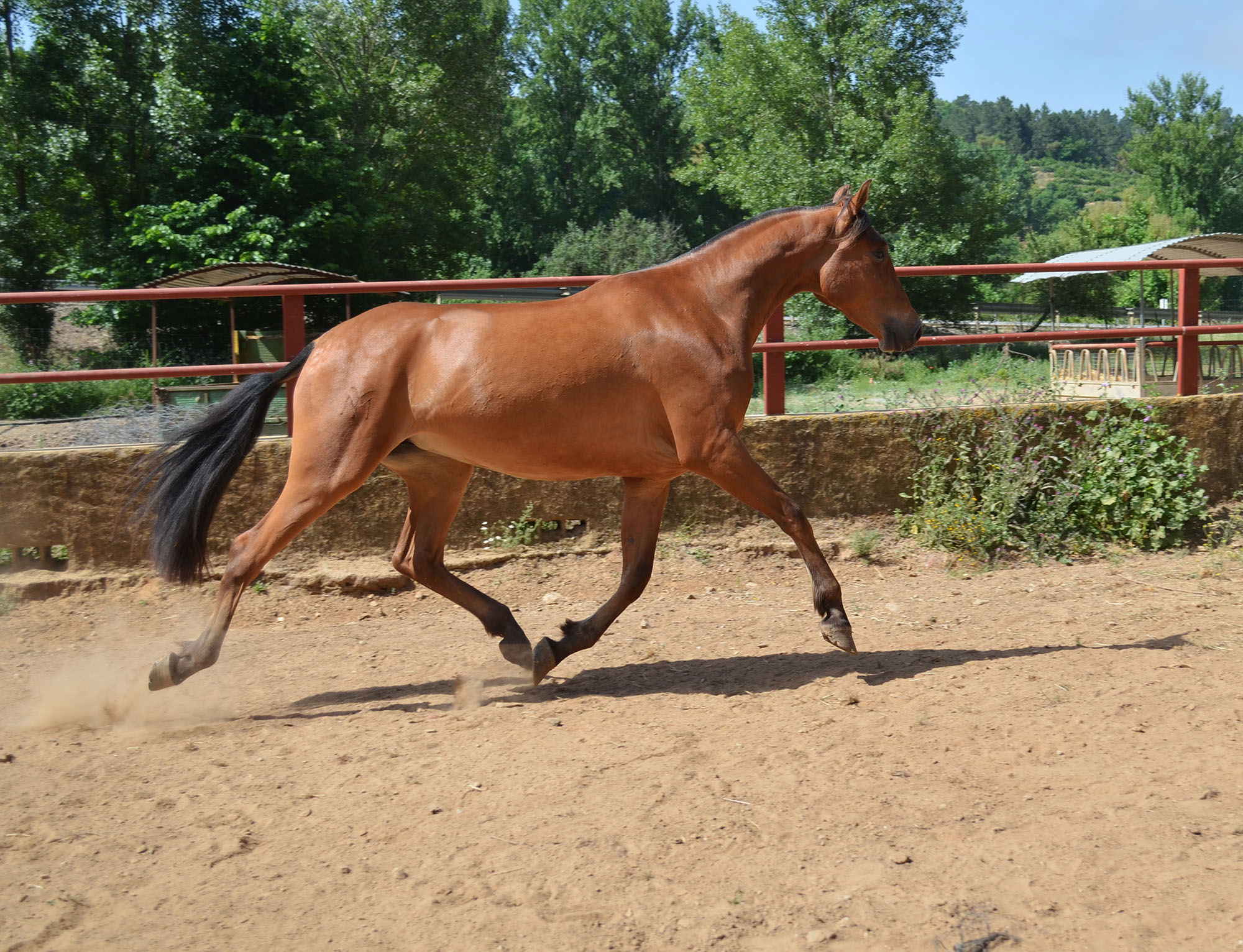 Caballo en Venta